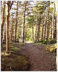 Lubec, Maine woods