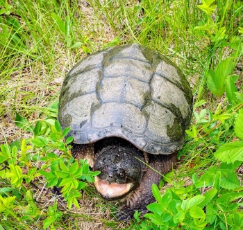  Oh, It’s Turtle Time Again…