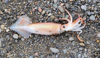 The Shortfin Squid