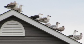 The Mid-Winter Flocking of Lubec’s Seagulls