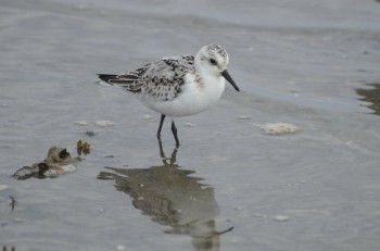 Downeast Migration Birding Festival