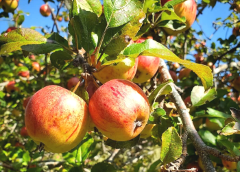Volunteer Workday:  Apple Tree Pruning