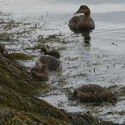 Fundy Chapter of Maine Audubon