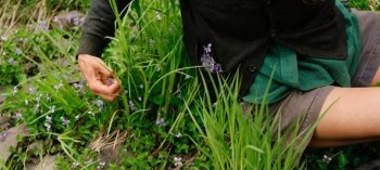 Medicinal Plants and the Commons