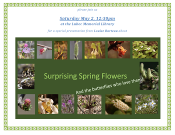 Surprising Spring Flowers and the Butterflies Who Love Them! with Louise Barteau