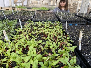 Tide Mill Organic Farm Annual Seedling Sale